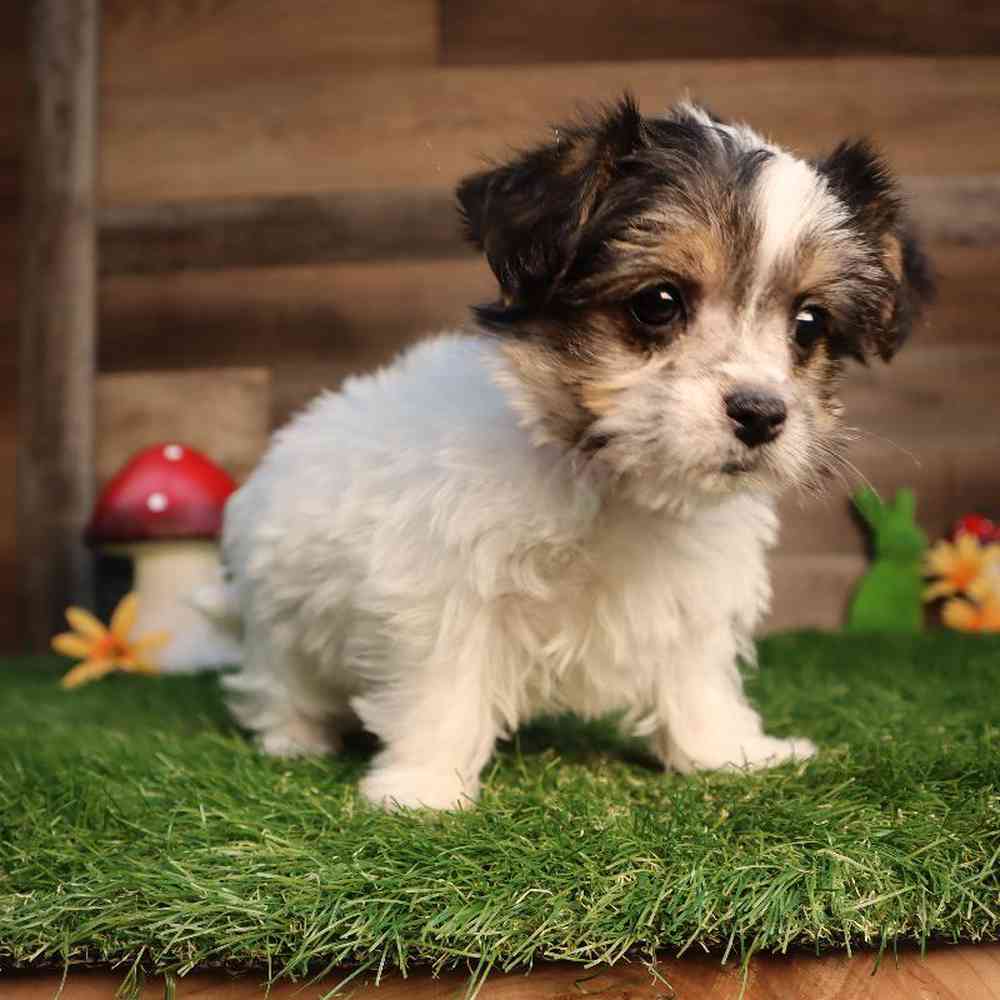 carousel pet images
