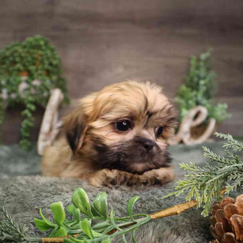 carousel pet images