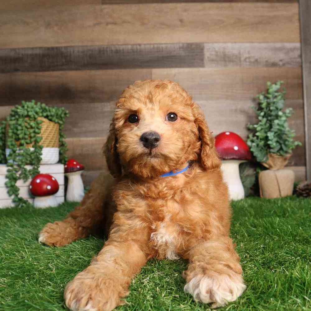 carousel pet images