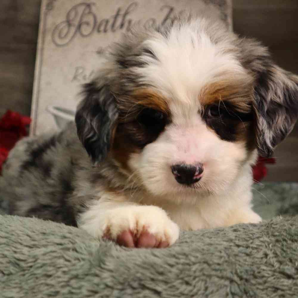 Male Mini BerneDoodle Puppy for Sale in Blaine, MN