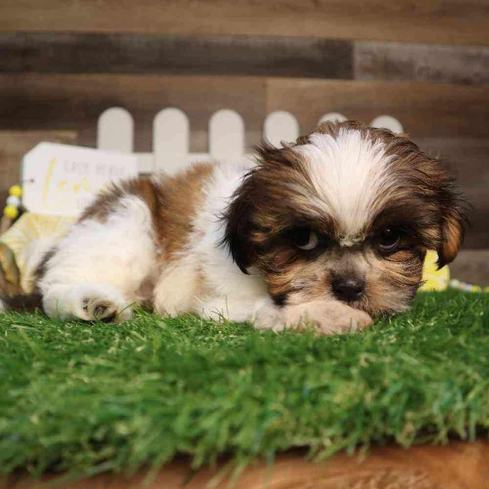 carousel pet images