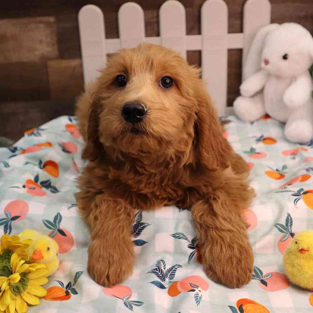 carousel pet images