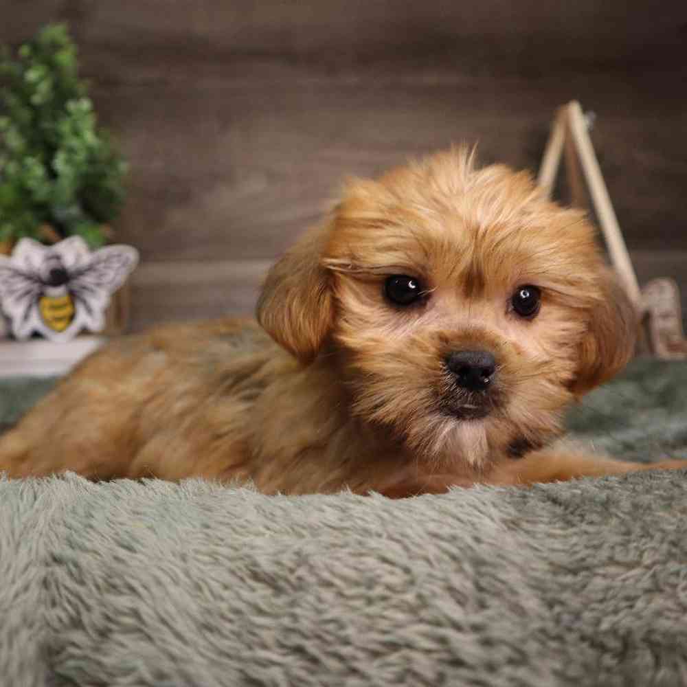 Female Shorkie Puppy for Sale in Blaine, MN