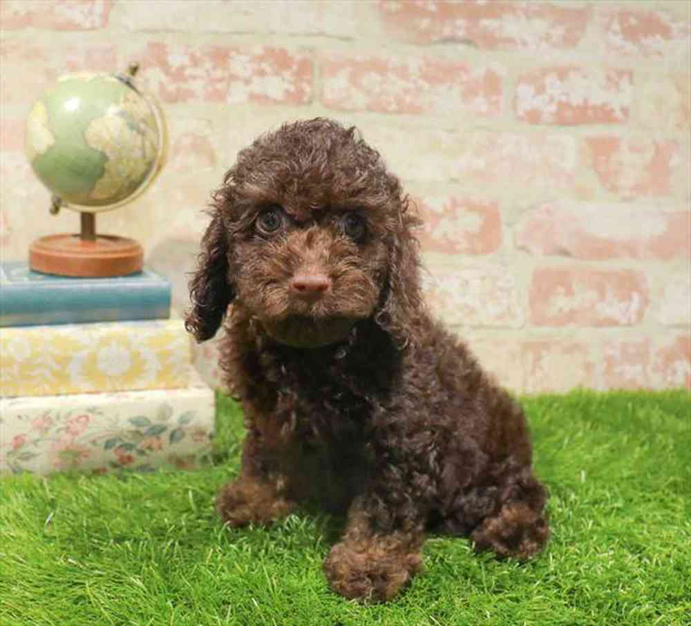 carousel pet images