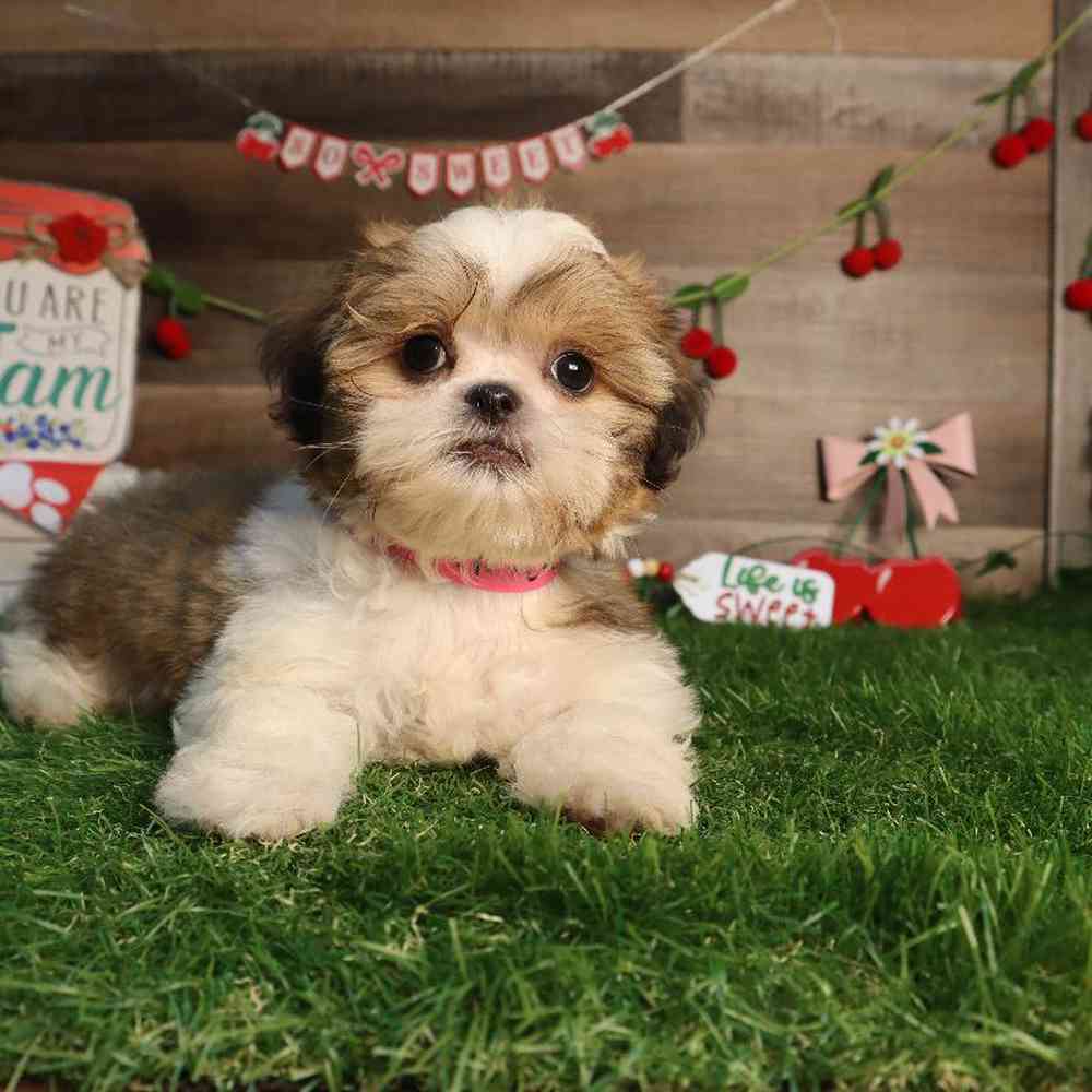 carousel pet images