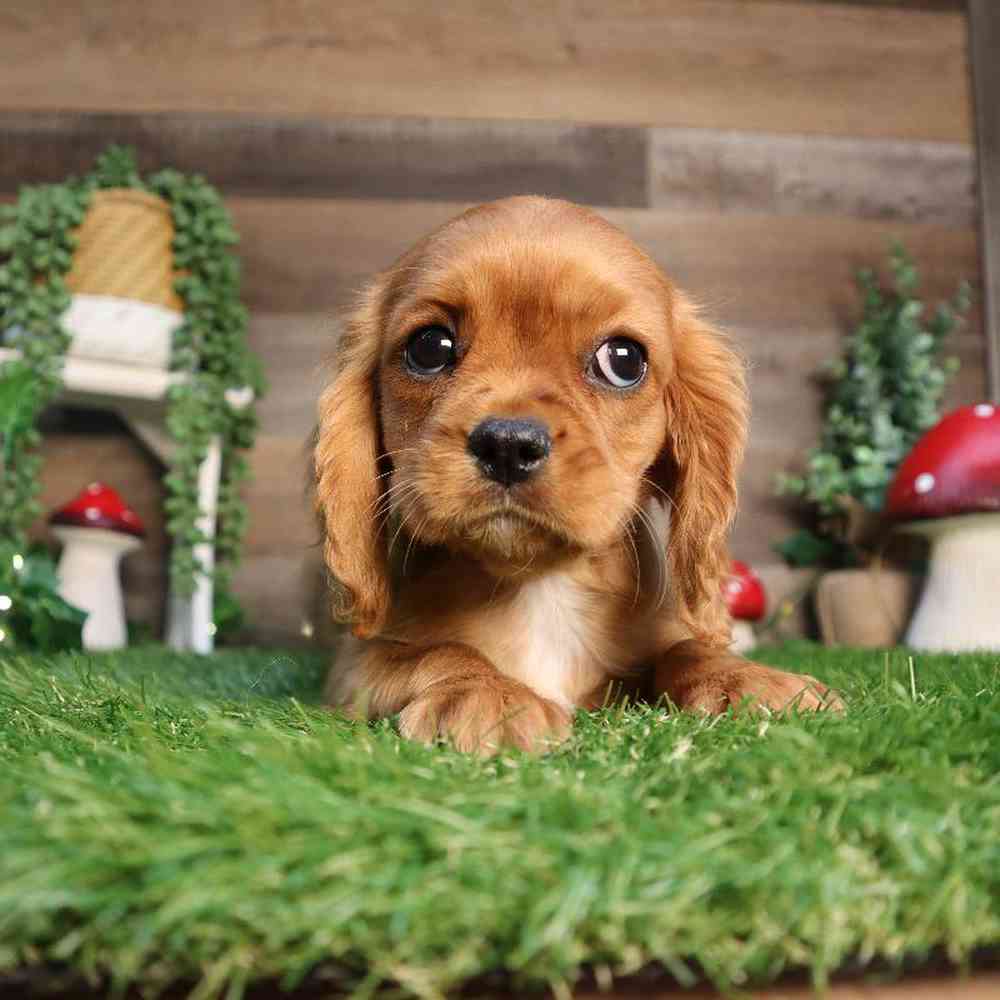 carousel pet images