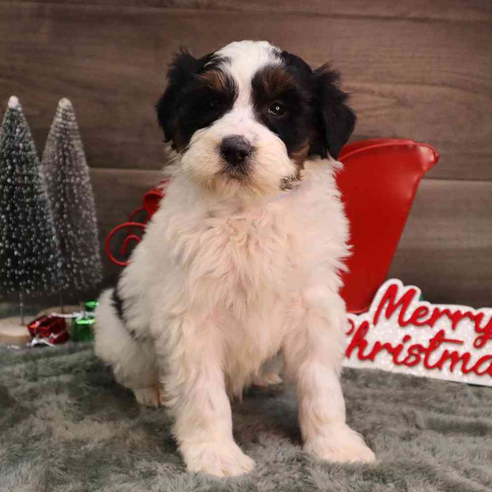 Male Mini BerneDoodle Puppy for Sale in Blaine, MN