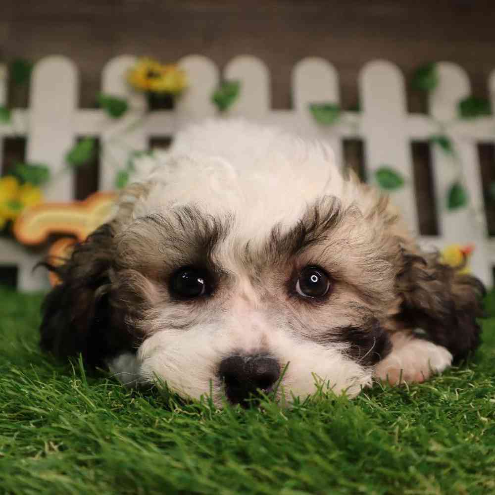 Male Teddy Poo Puppy for Sale in Blaine, MN