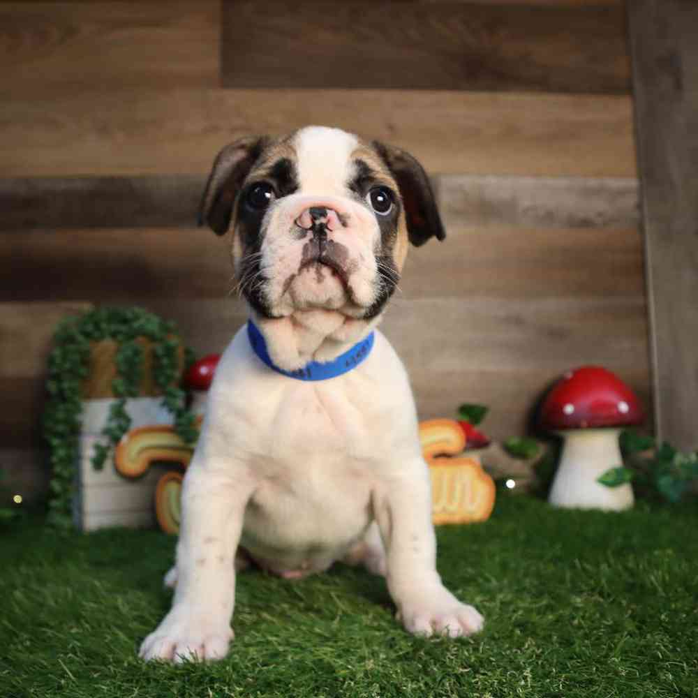 Male French Bulldog Puppy for Sale in Blaine, MN