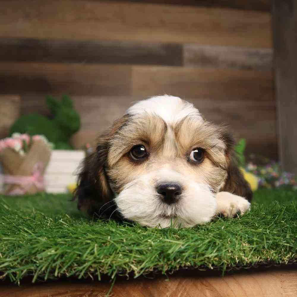 carousel pet images