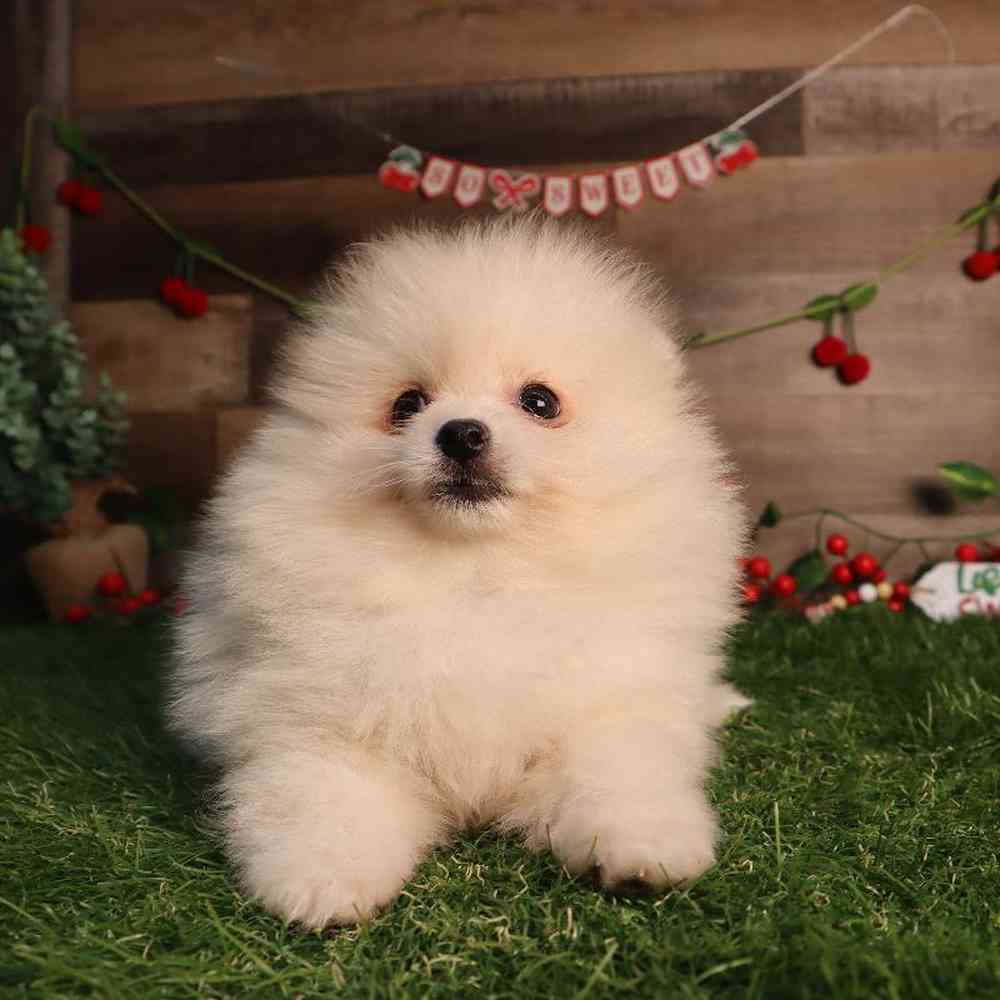 carousel pet images