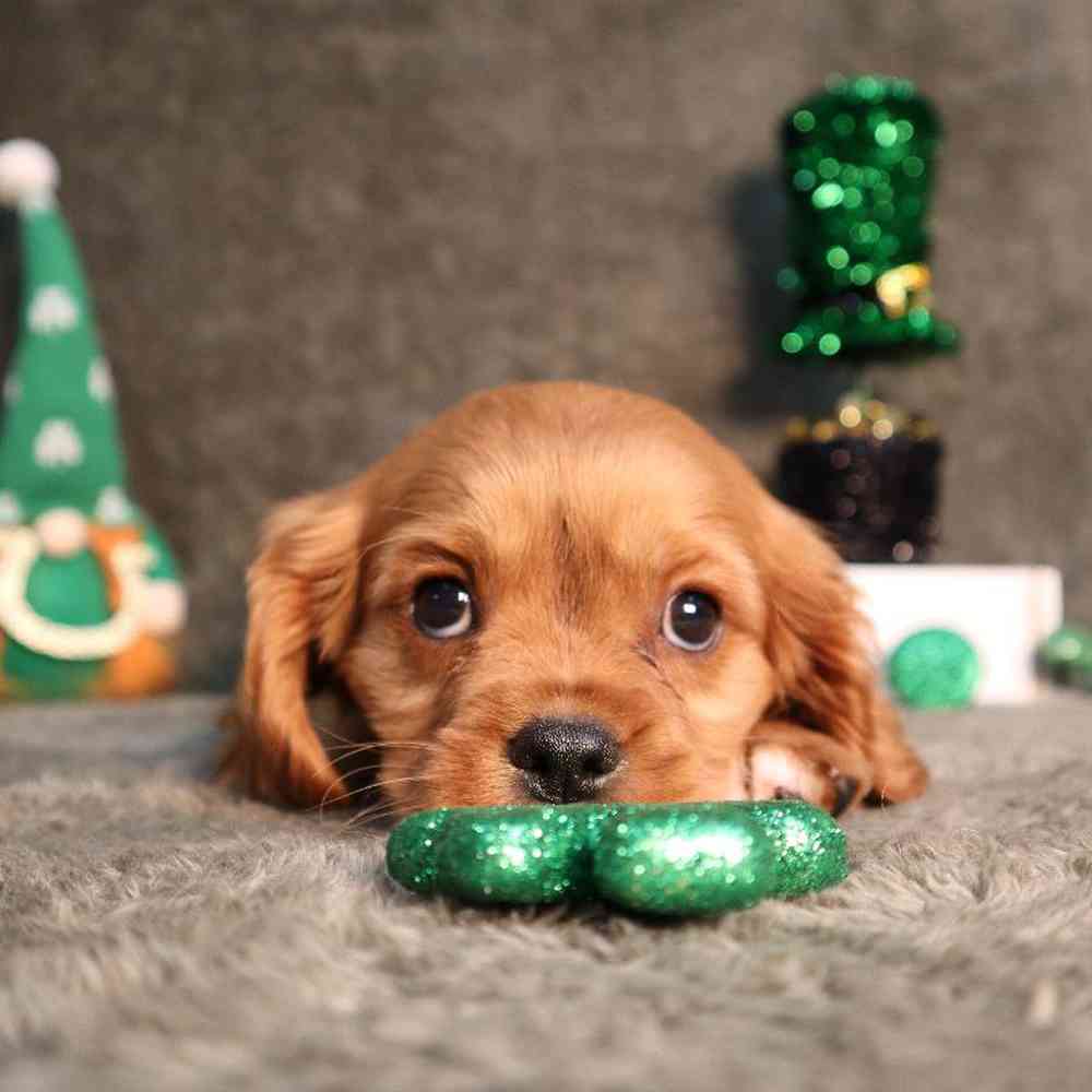 carousel pet images