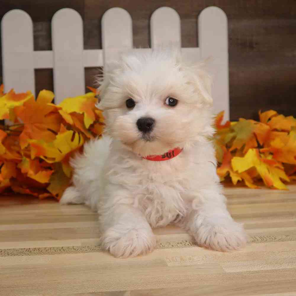 Male Maltese Puppy for sale