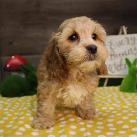 Cockapoo