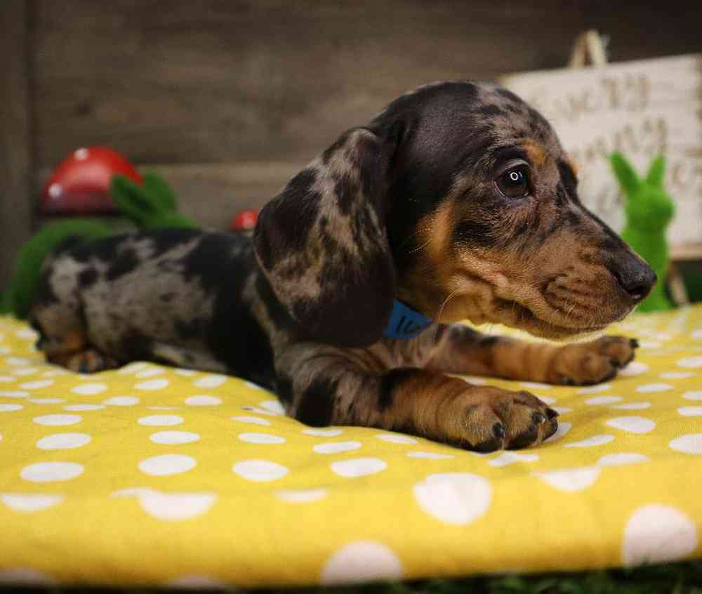 carousel pet images