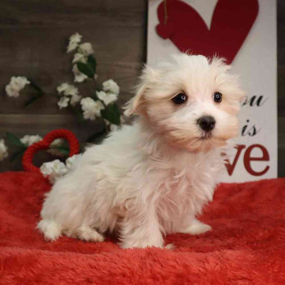 Male Maltese Puppy for Sale in Blaine, MN