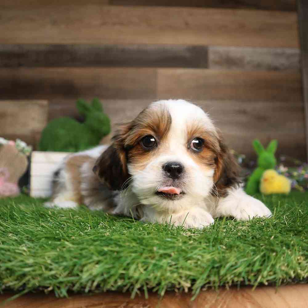 carousel pet images
