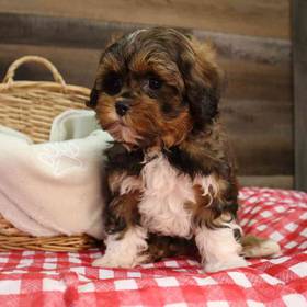 Shipoo