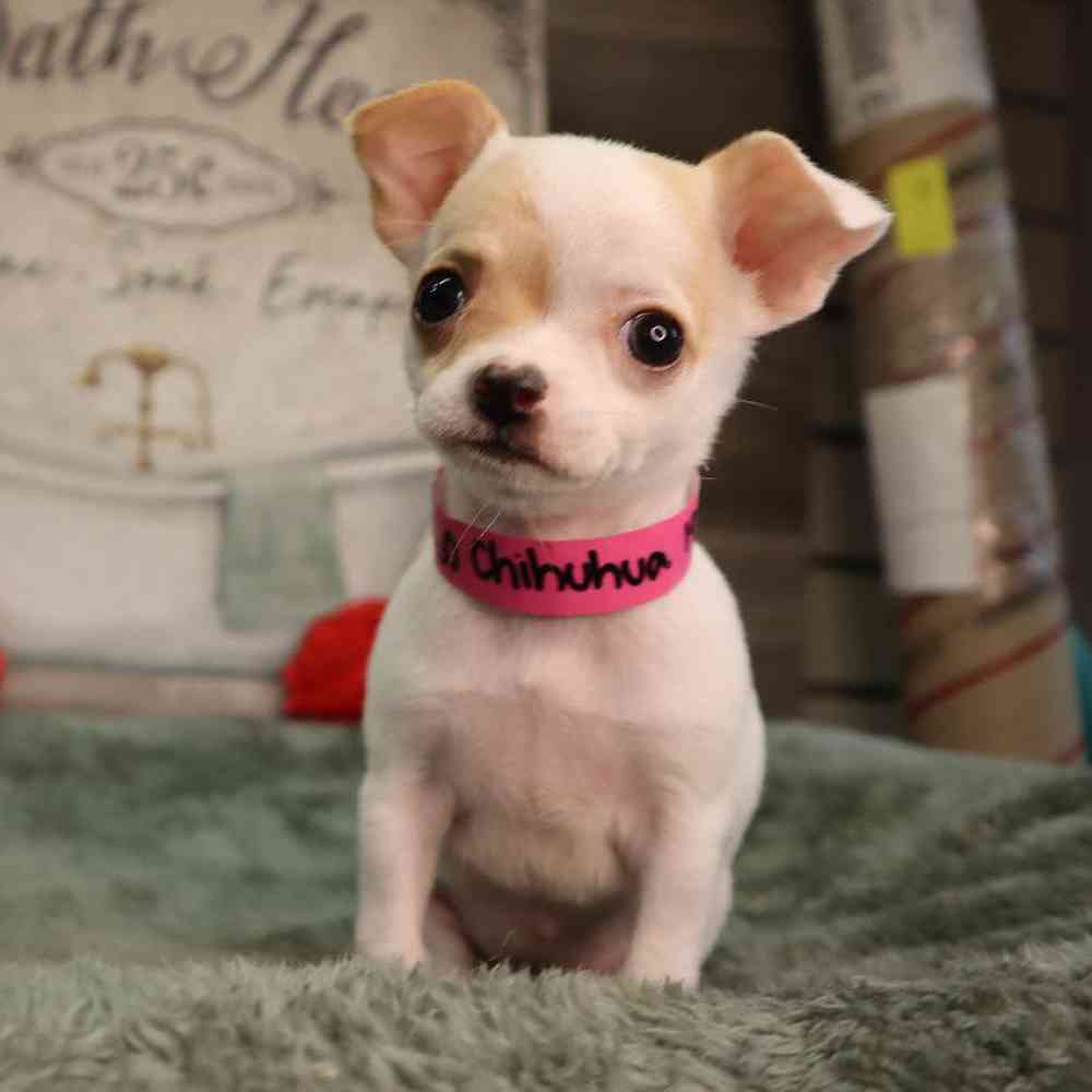 Female Chihuahua Puppy for Sale in Blaine, MN