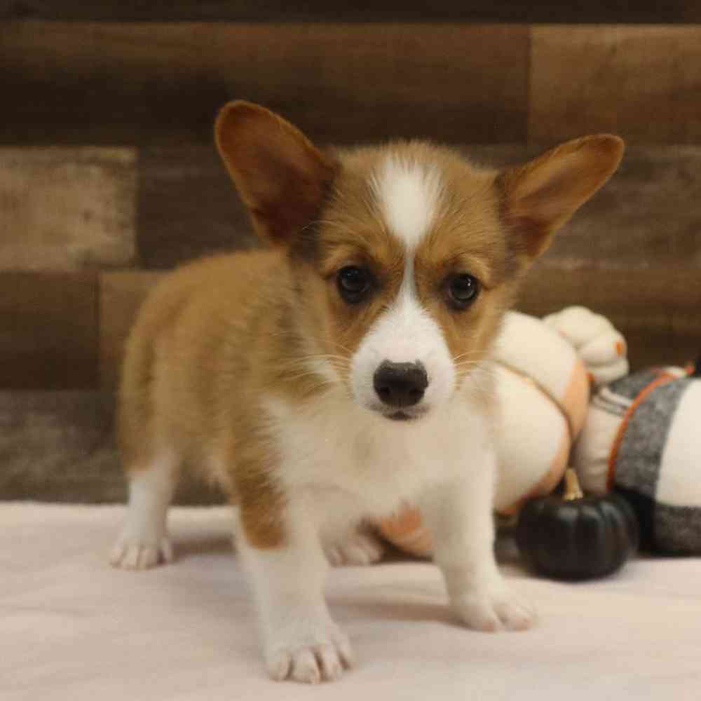 Corgi with tail for sales sale