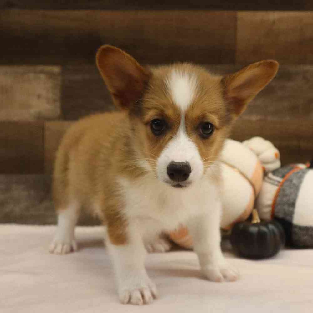 Female Pembroke Welsh Corgi Puppy for sale