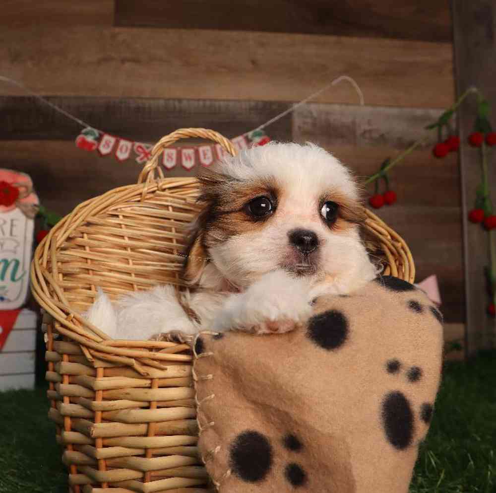 carousel pet images