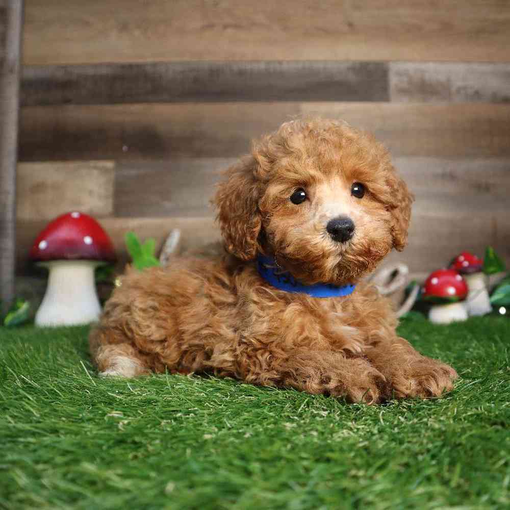 carousel pet images