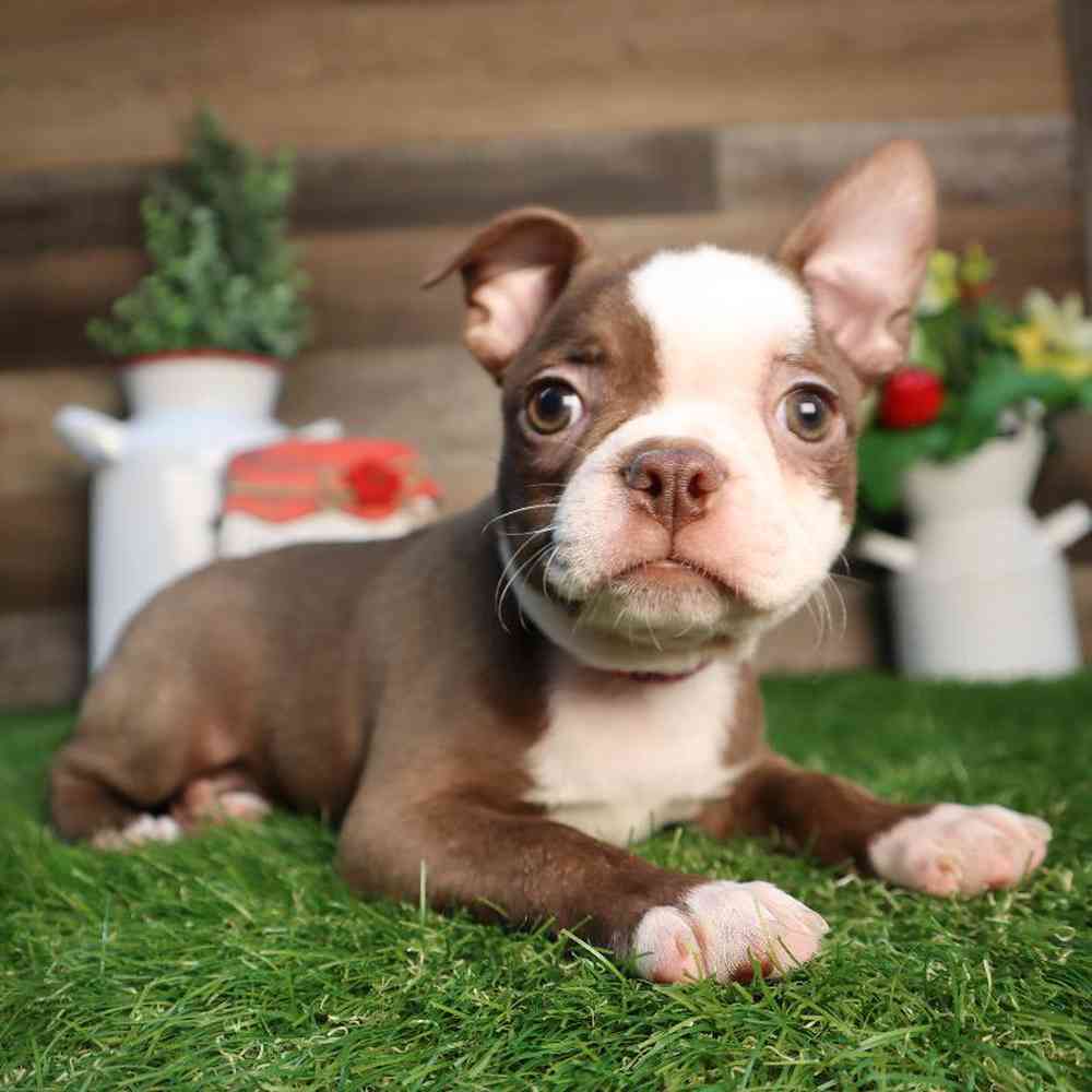 carousel pet images