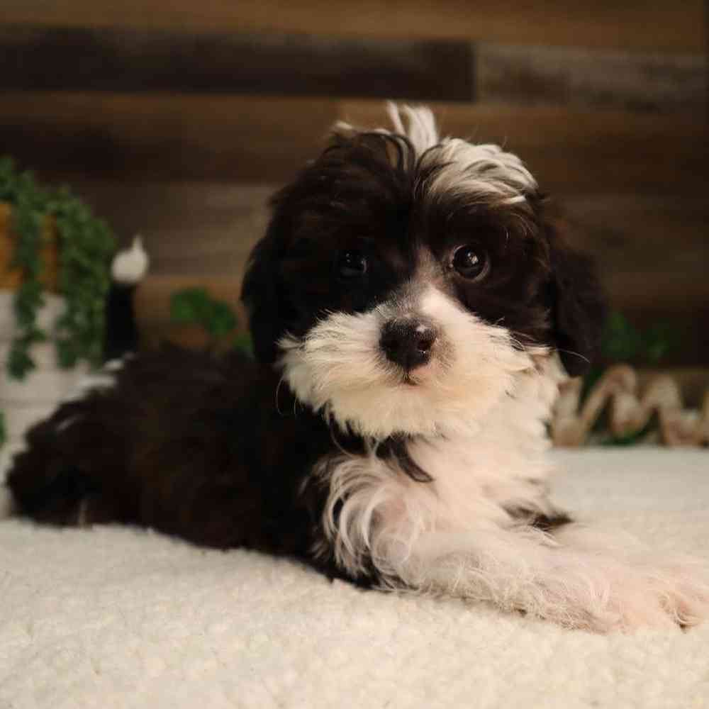 Male Yorkie-Poo Puppy for Sale in Blaine, MN