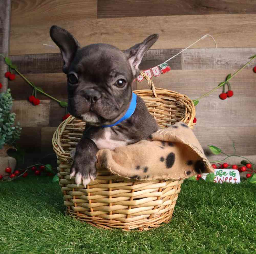Male French Bulldog Puppy for Sale in Blaine, MN