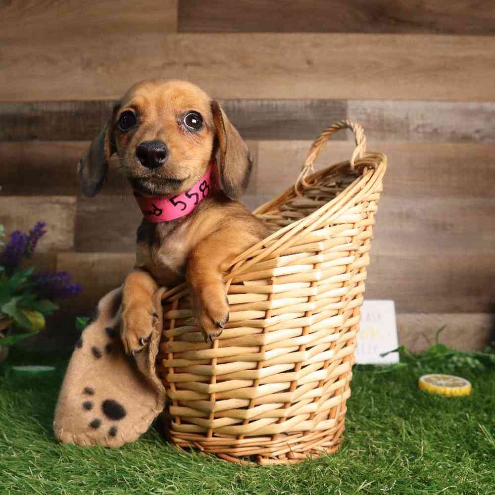 Image of a pet breed in the gallery