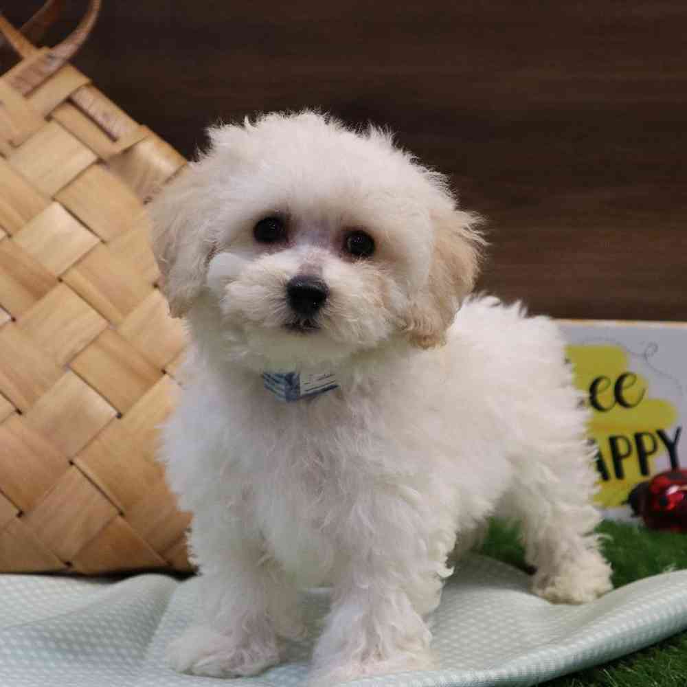 Male Bichon Frise Puppy for sale