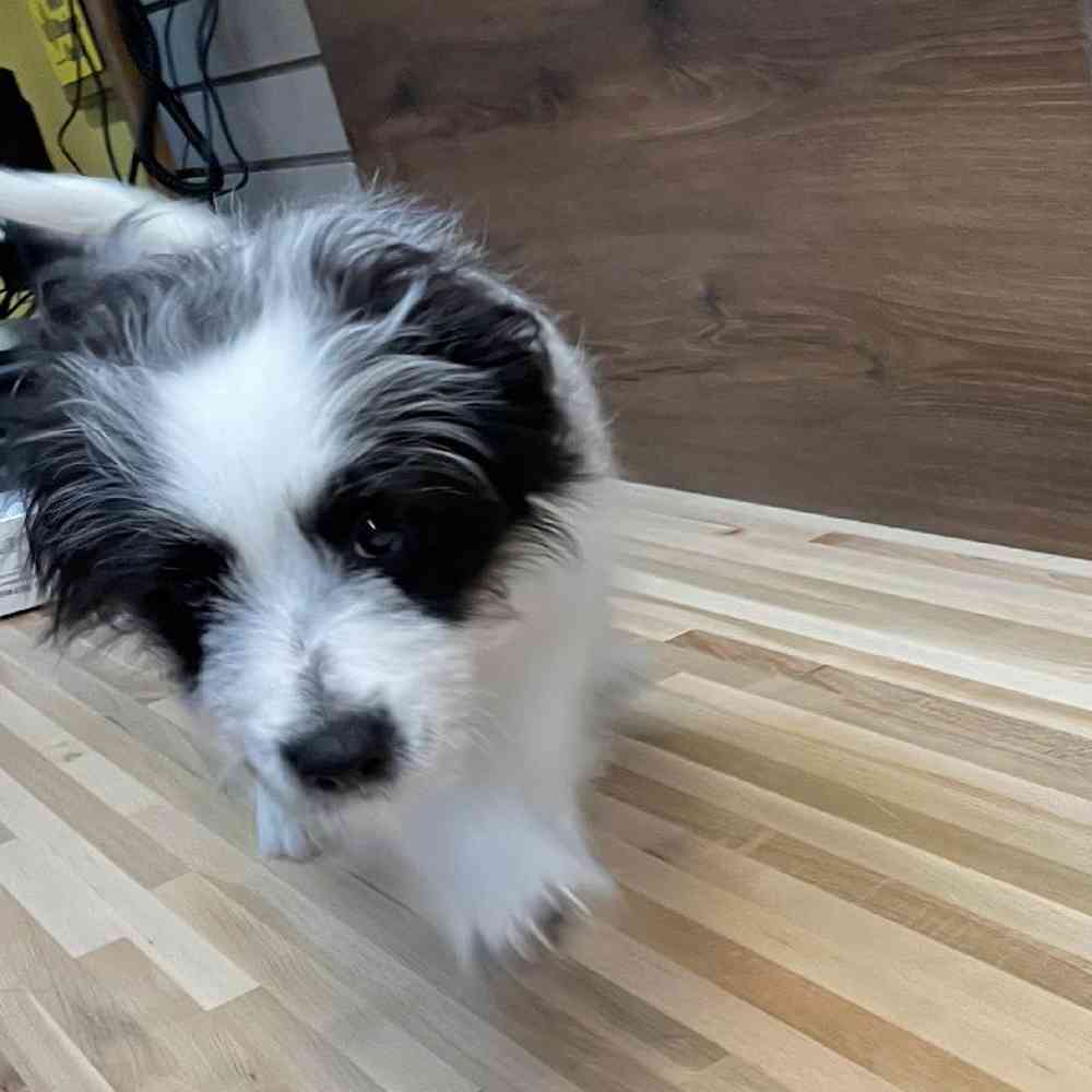 carousel pet images