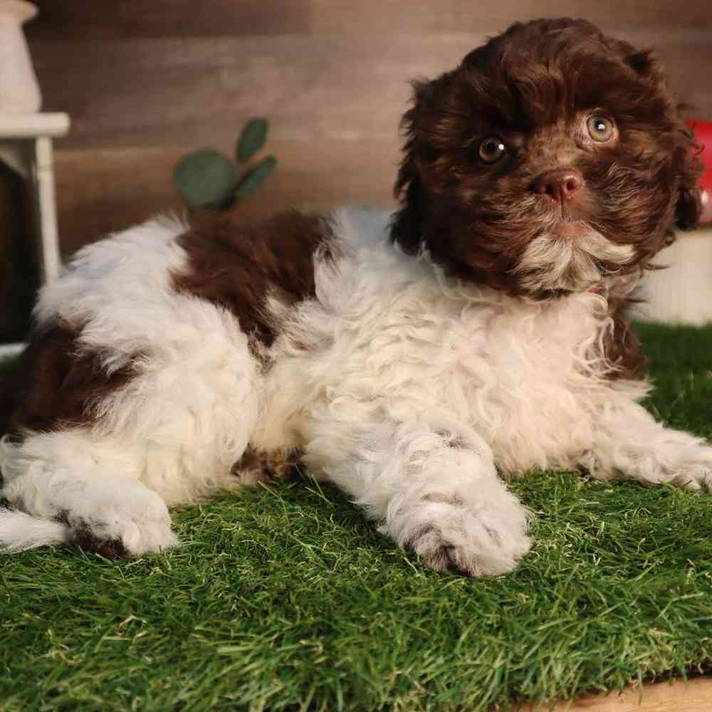 carousel pet images