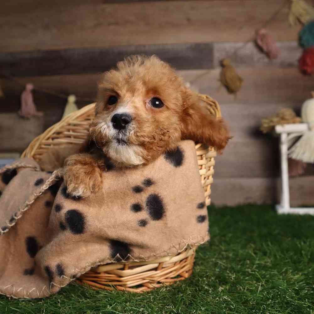 carousel pet images