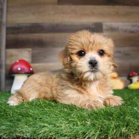 Morkie
