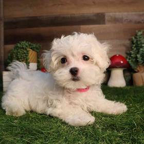 Maltese