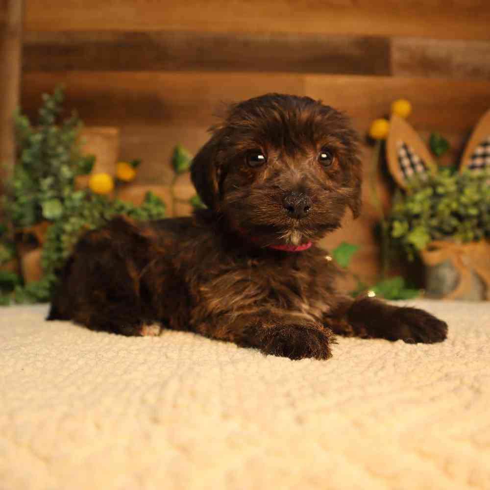 Image of a pet breed in the gallery