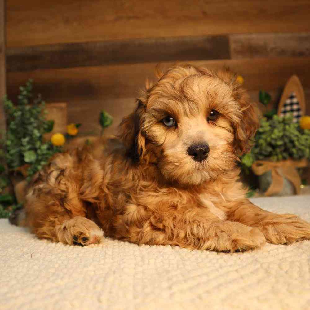 carousel pet images