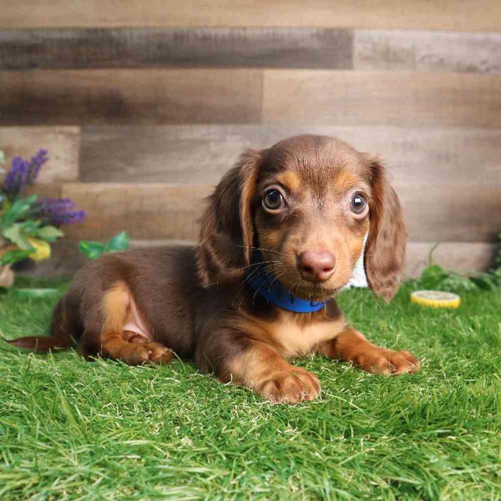 Image of a pet breed in the gallery