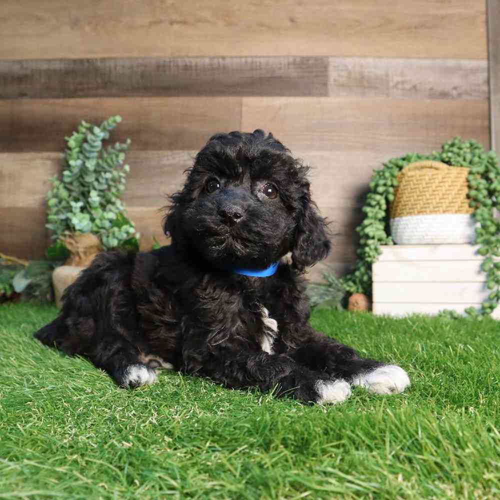 Male Mini Poodle Puppy for Sale in Blaine, MN