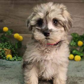 Mini Schnauzer