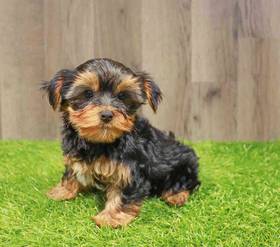 Yorkshire Terrier