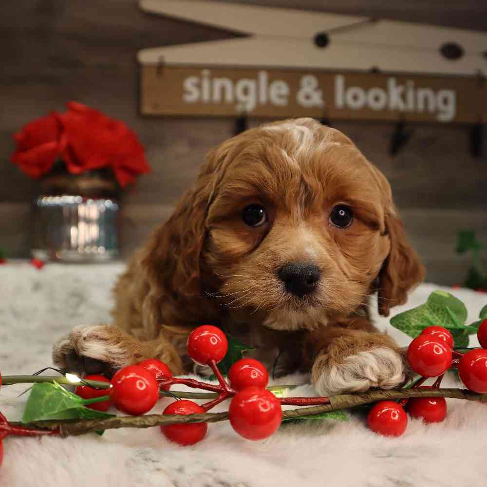 Female Cavapoo Puppy for Sale in Blaine, MN