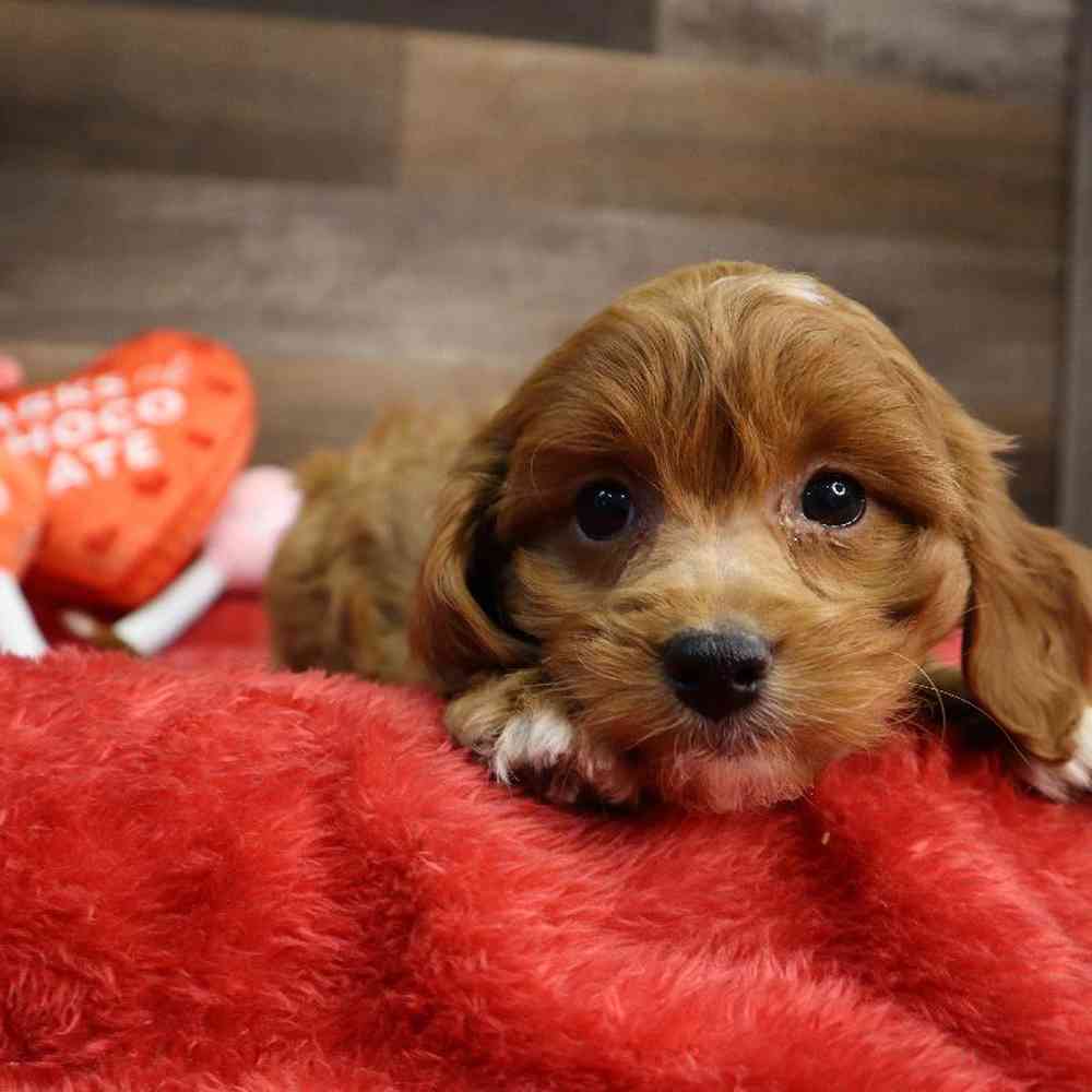 Female Cavapoo Puppy for Sale in Blaine, MN