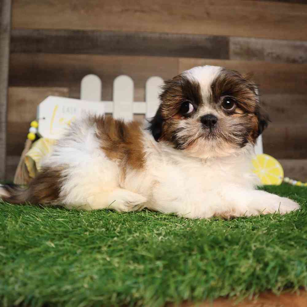 carousel pet images