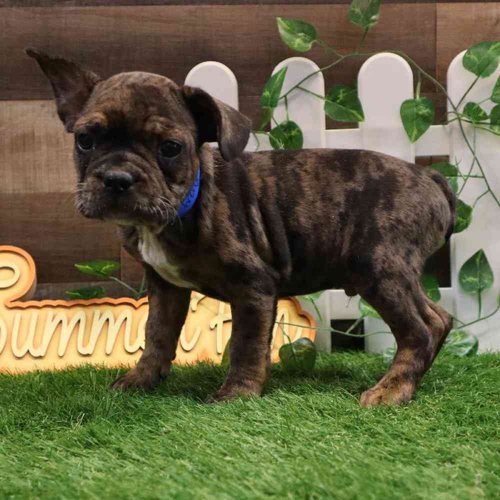 Male Frenchton Puppy for sale