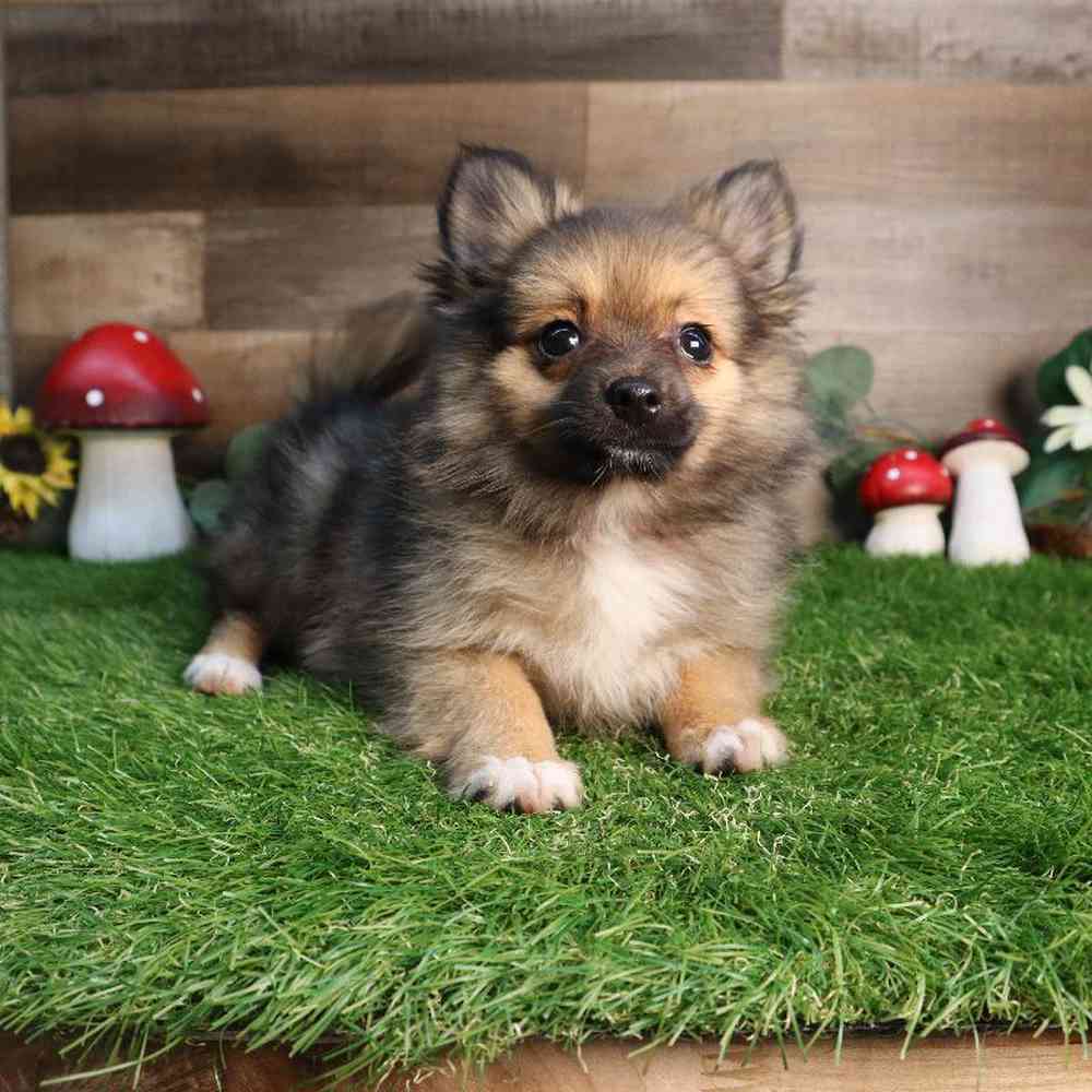carousel pet images