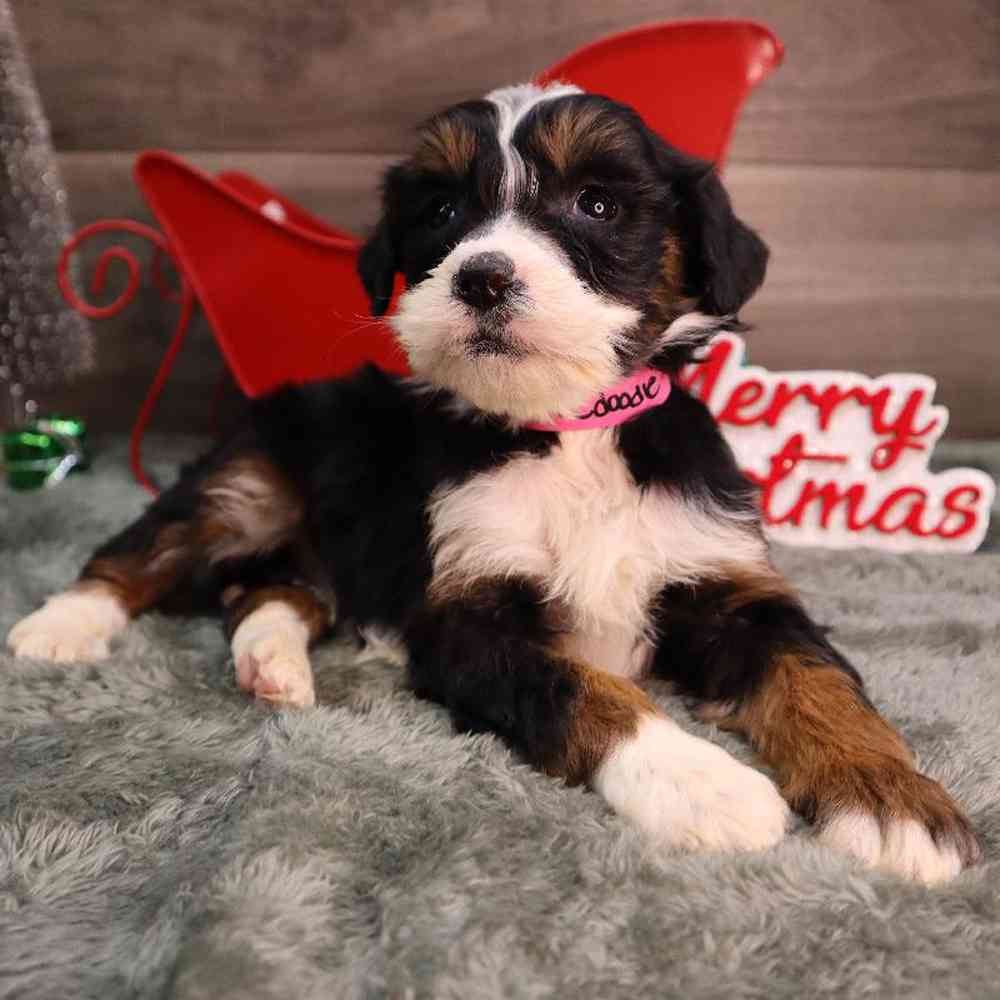 Female Mini BerneDoodle Puppy for Sale in Blaine, MN