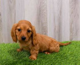 Dachshund